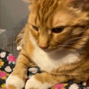 Meet your Posher, Lane